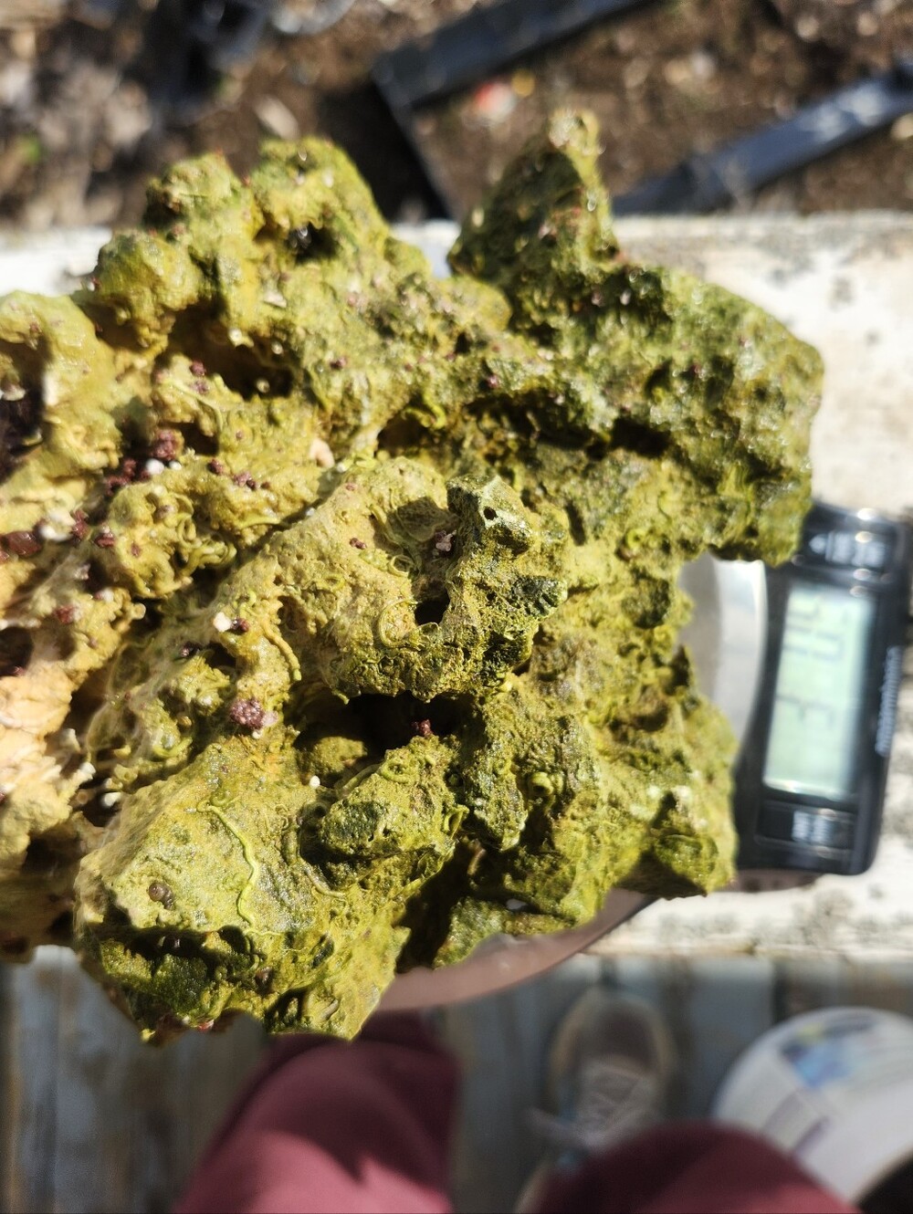 Fiji Dry Base Rock for Saltwater Aquarium Setup Natural Reef Rock Aquascaping
